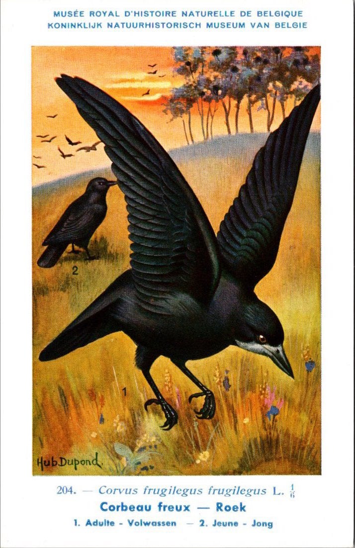 Roek / Rook – Nº 204 – (KBIN / IRSNB), Verzamelen, Verzenden, 1940 tot 1960, Ongelopen, Vogel