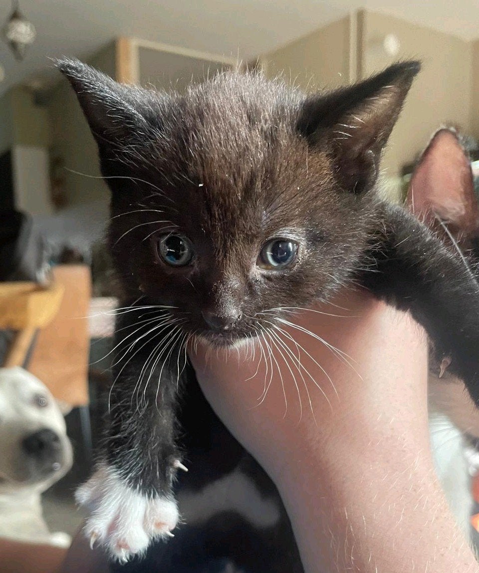 Schattige kittens zoeken binnenkort een nieuw huisje, Meerdere dieren