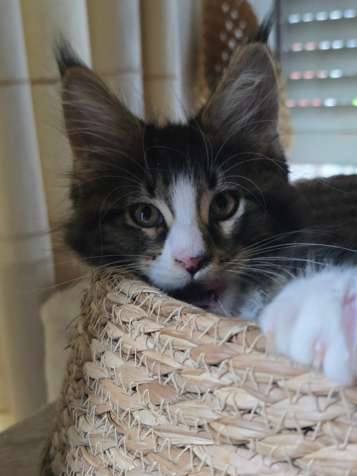 Maine Coon katertje met stamboom, Kater, Met stamboom, 0 tot 2 jaar