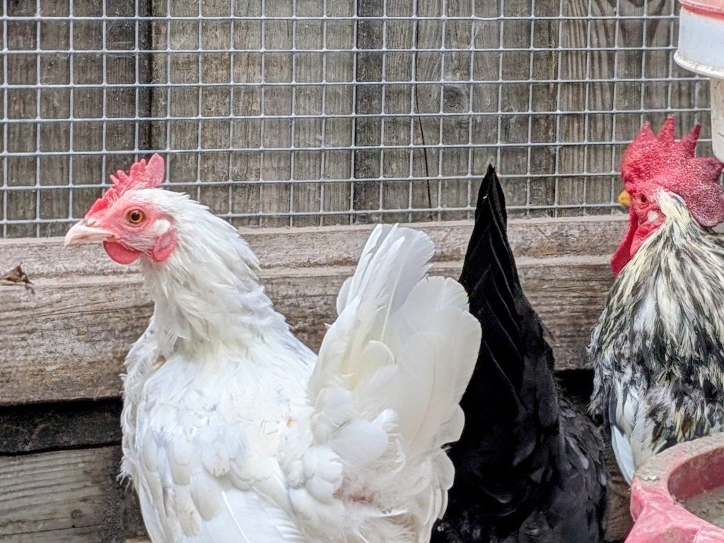 trio chabo- kleine krieltjes, Dieren en Toebehoren, Meerdere dieren, Kip