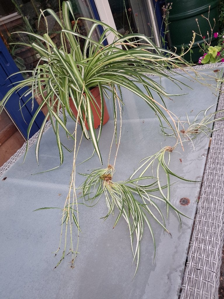 kamerplant graslelie groot veel jonge stekken, Ophalen, Overige soorten, Halfschaduw, In pot