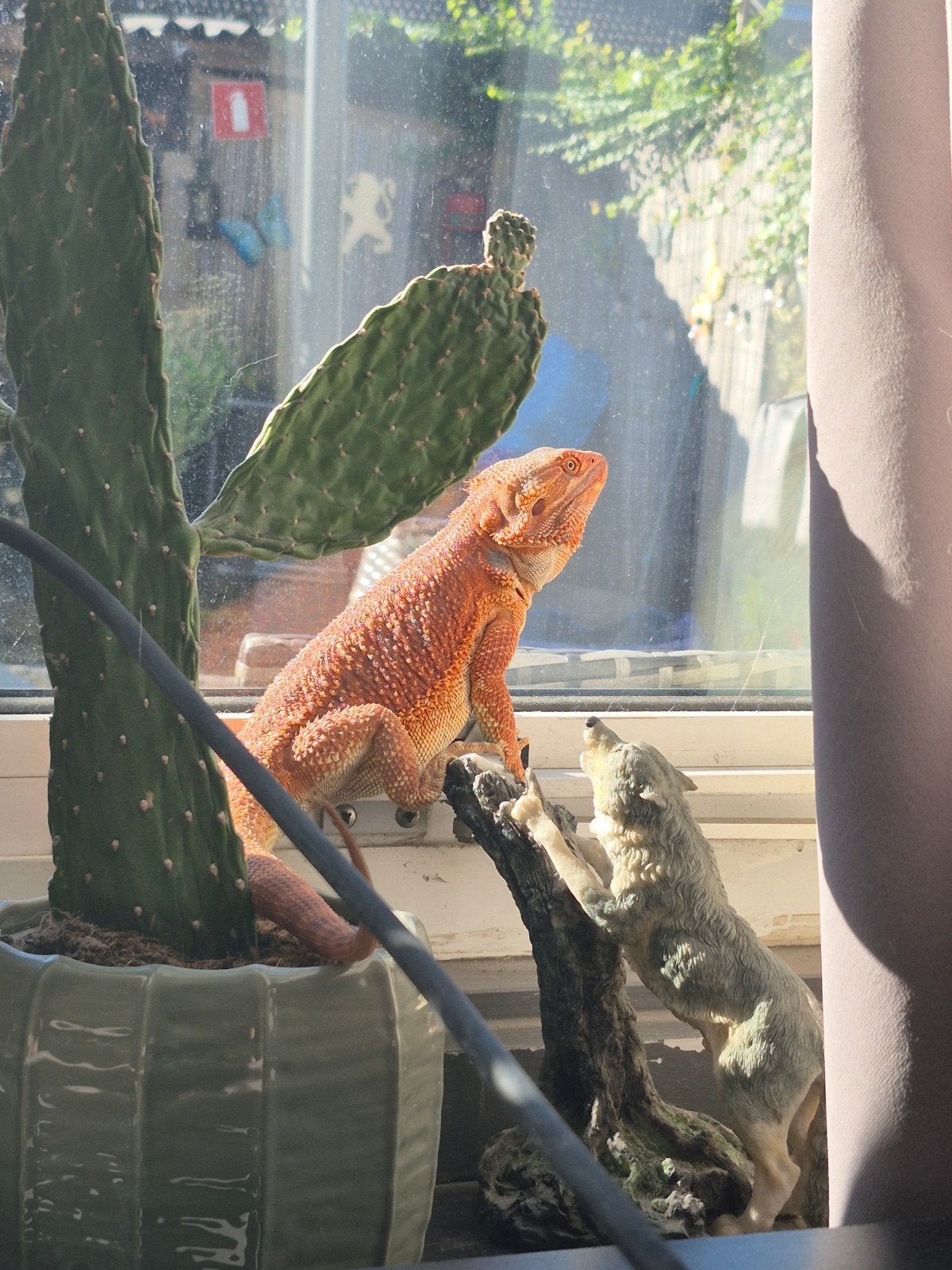 mooie baardagaam man 7 maanden incl terrarium 1.80 breed Bearded Dragon - male for sale from anja