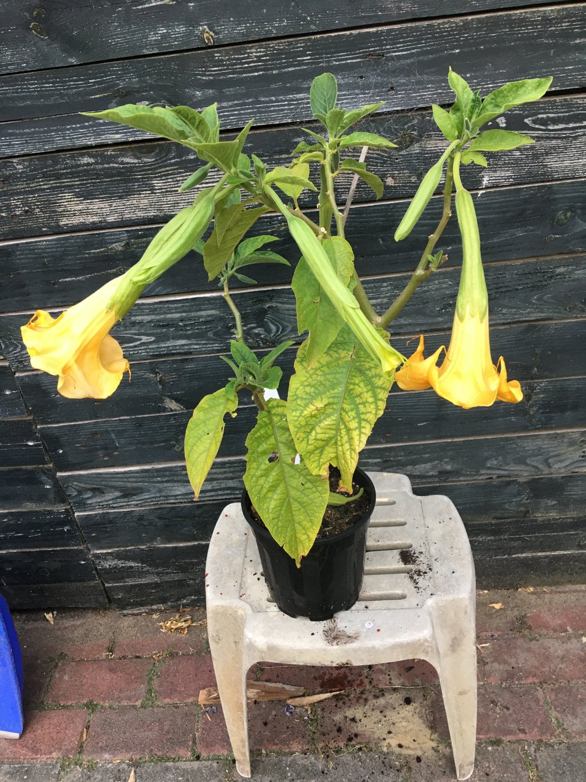 Brugmansia in potten, Tuin en Terras, Volle zon, Vaste plant, Zomer, Ophalen