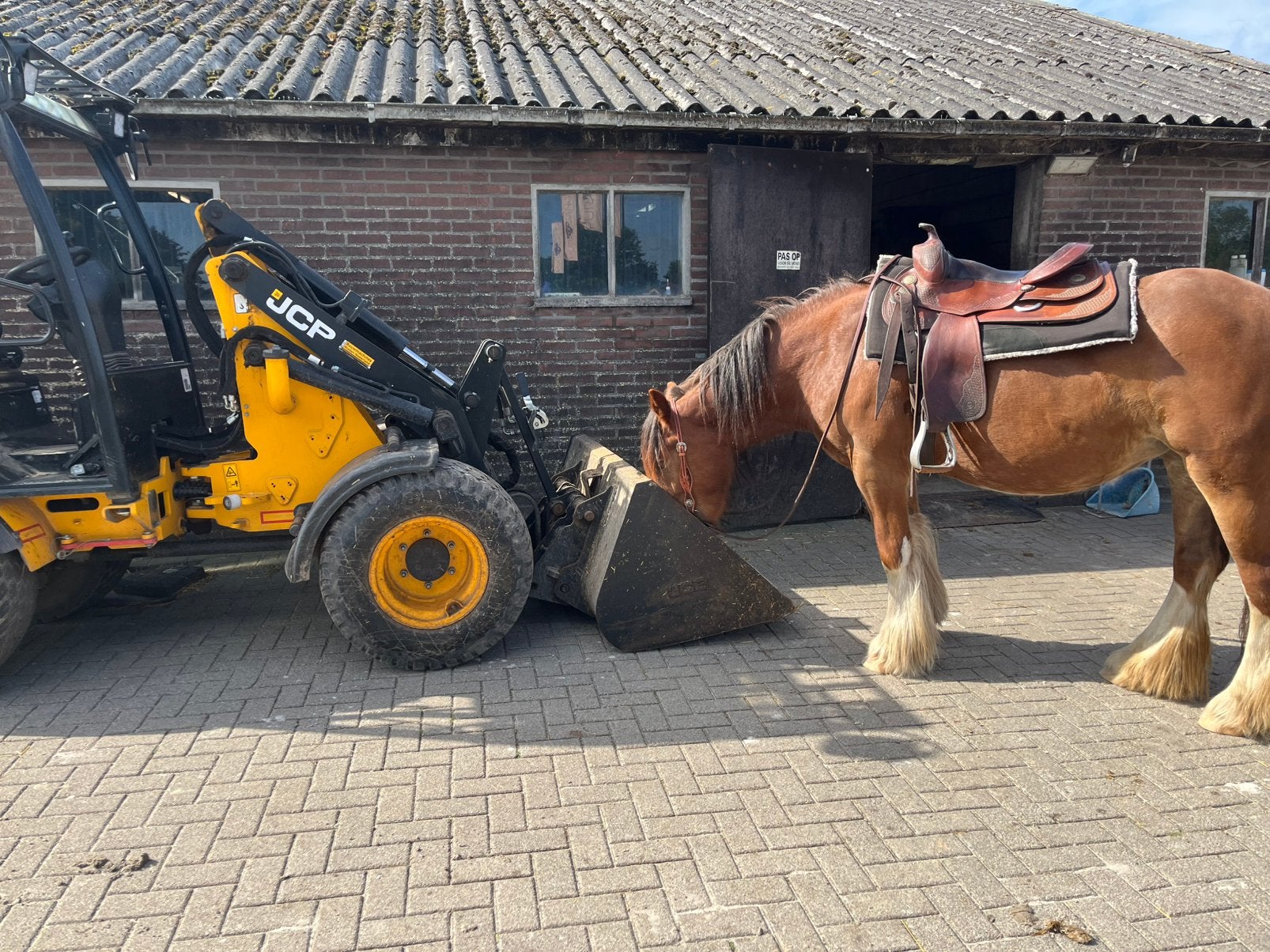 Super lieve tinker , rontgen goed en pssm vrij !, 3 tot 6 jaar, L, Recreatiepony, D pony (1.37m tot 1.48m)