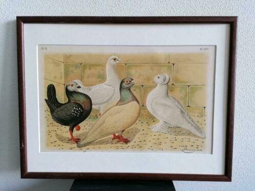 Litho Nuyens Bungartz Lubbert Vogels Duif Pigeon 1883, Antiek en Kunst, Kunst | Litho's en Zeefdrukken, Ophalen of Verzenden