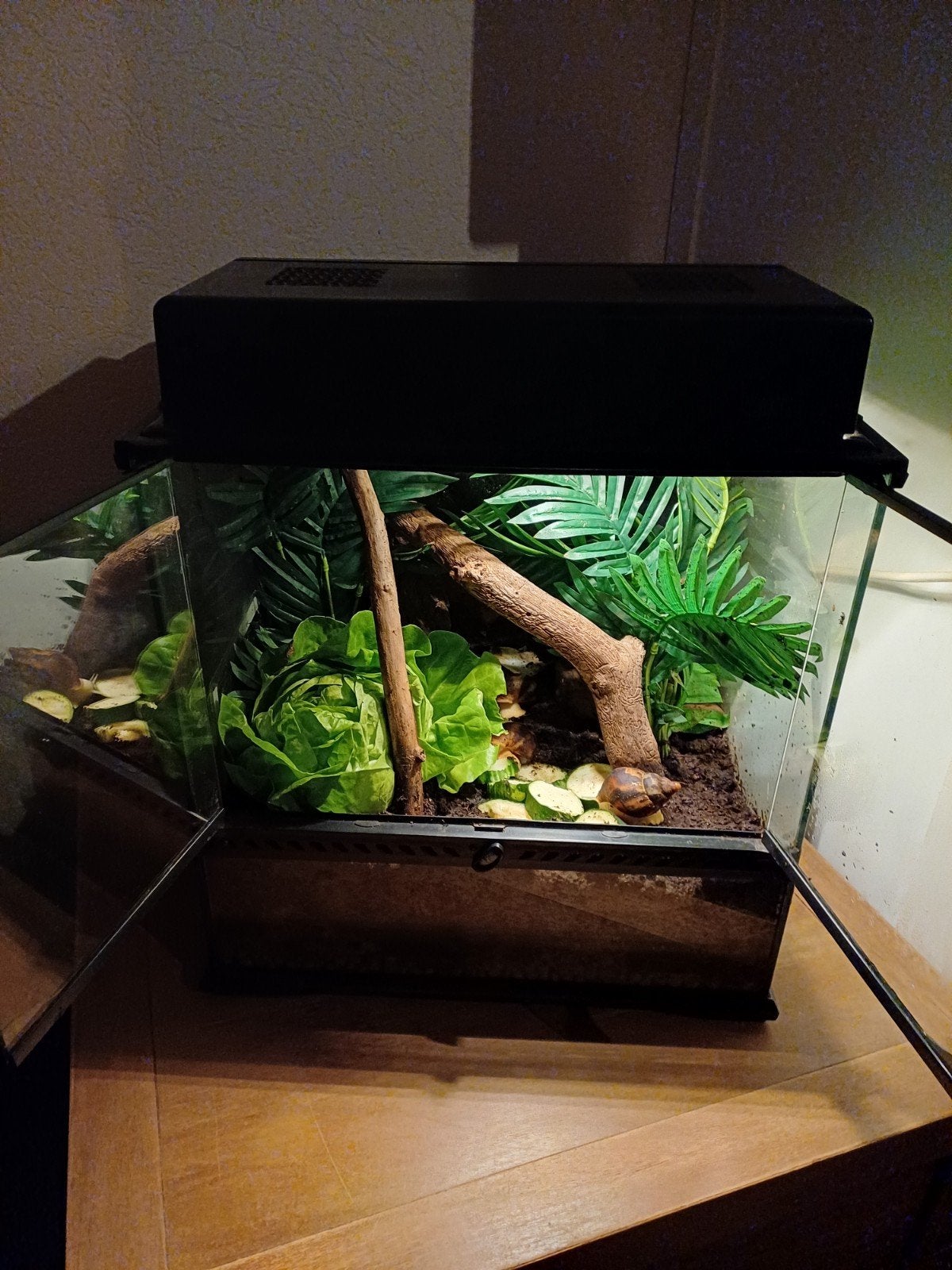 terrarium incl agaatslakken, Dieren en Toebehoren, Ophalen of Verzenden
