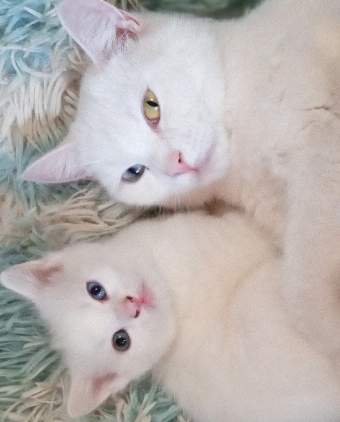 Lieve, mooie kittens(moeder kruising pers/siamees), Meerdere dieren, Ontwormd