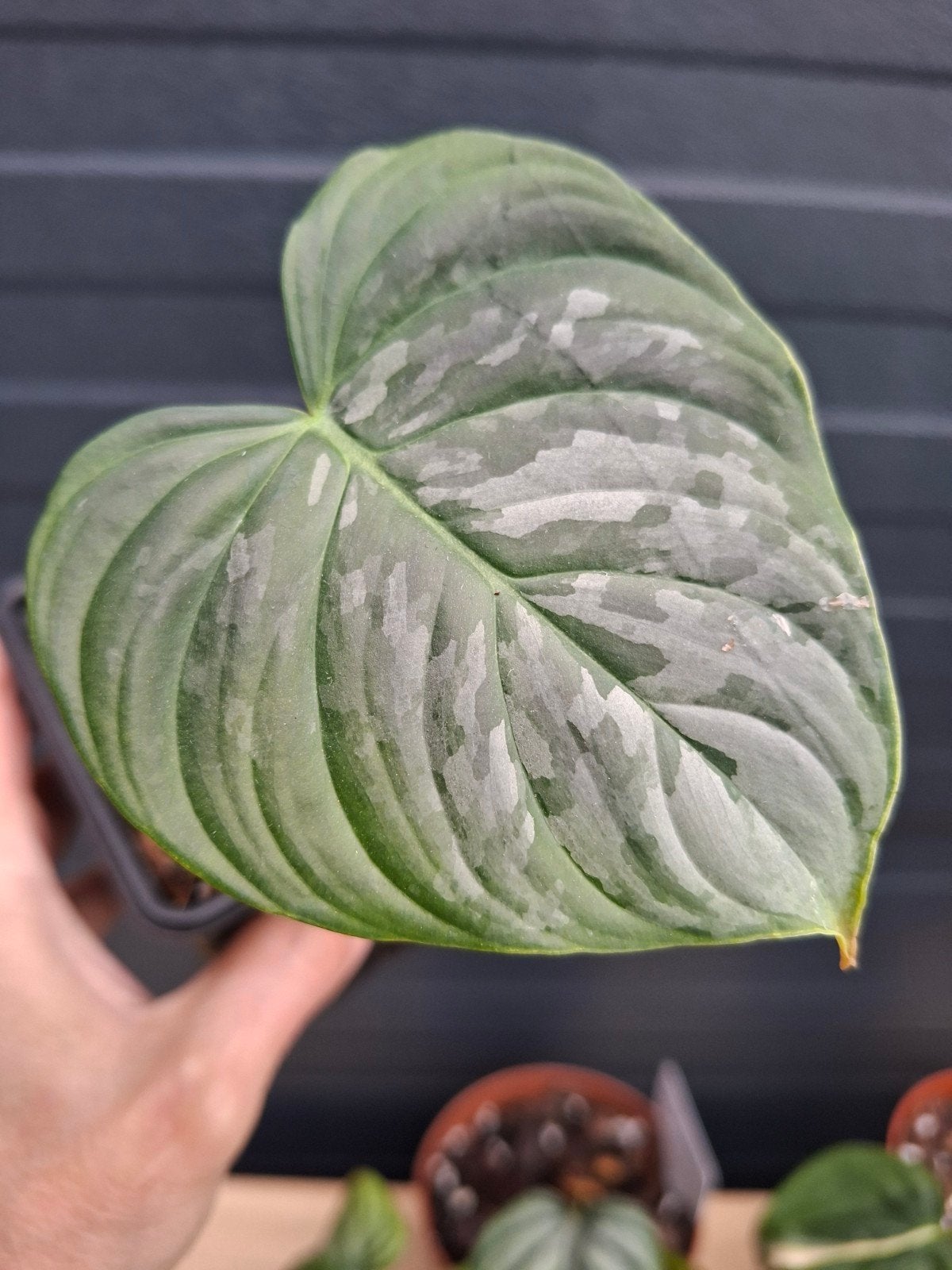 Philodendron stekjes, Ophalen