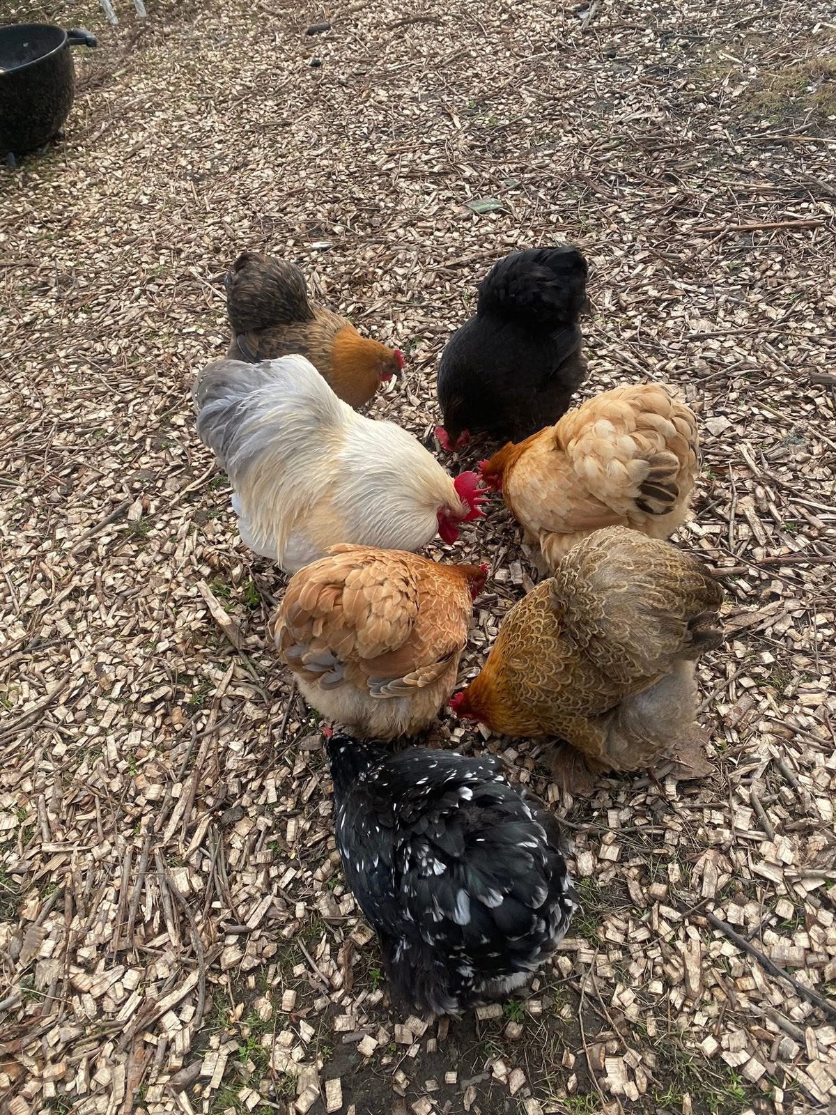 Cochin kriel broedeieren, Dieren en Toebehoren, Pluimvee, Meerdere dieren, Kip