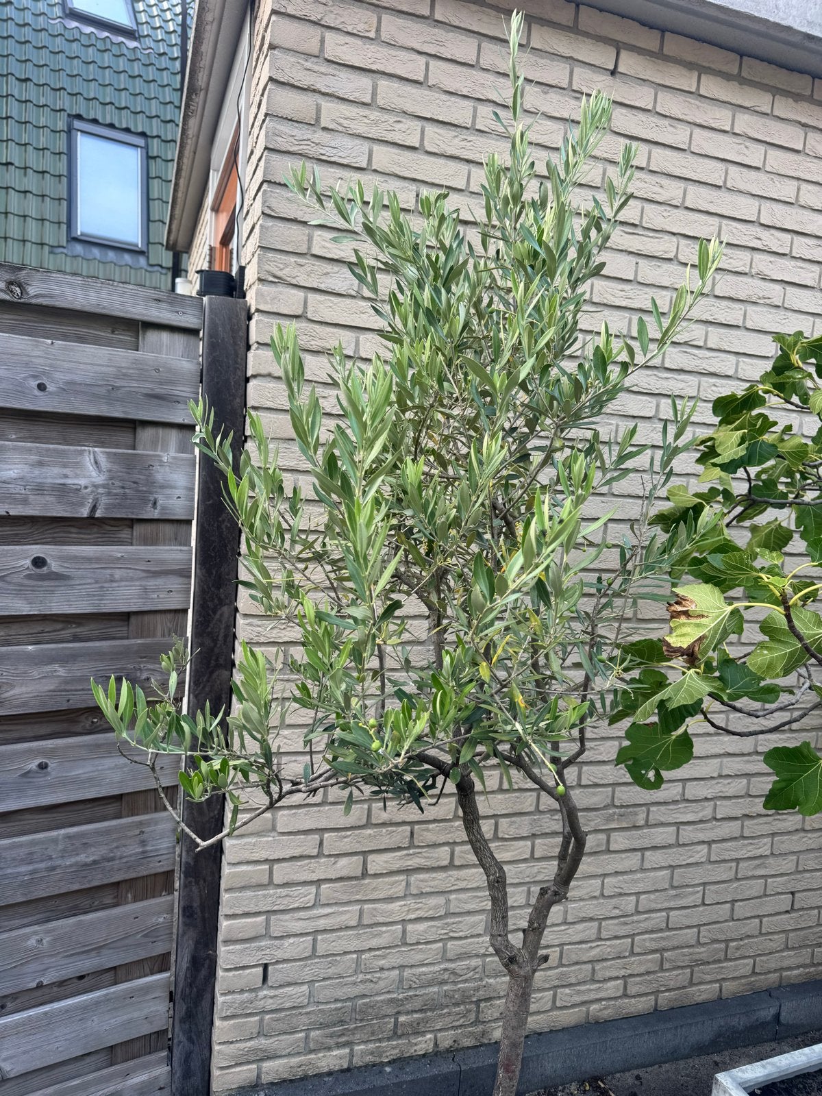 Olijfboom met pot - 2 meter hoog, Ophalen, In pot, Olijfboom, 100 tot 250 cm