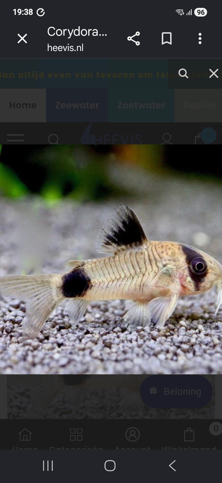 Corydoras panda, Dieren en Toebehoren, Vis