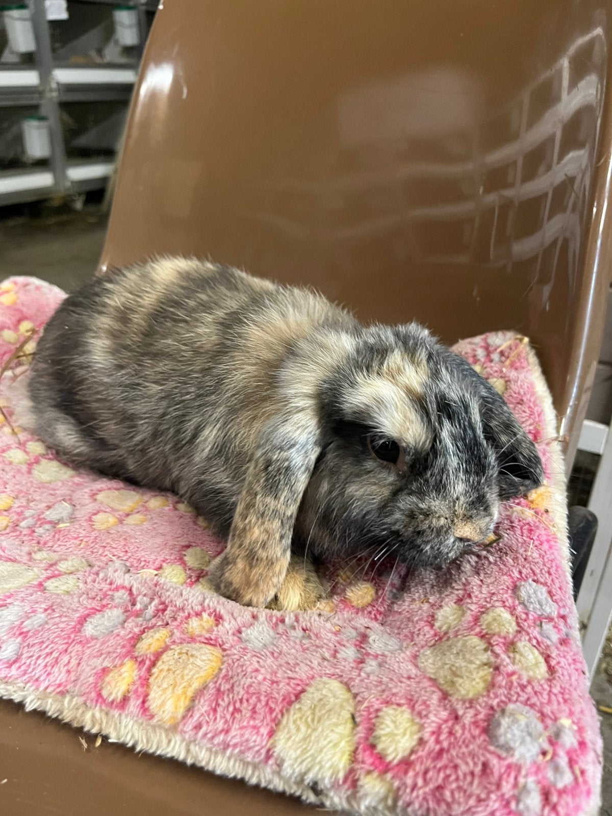 Mini lops, Dieren en Toebehoren, Vrouwelijk, Dwerg