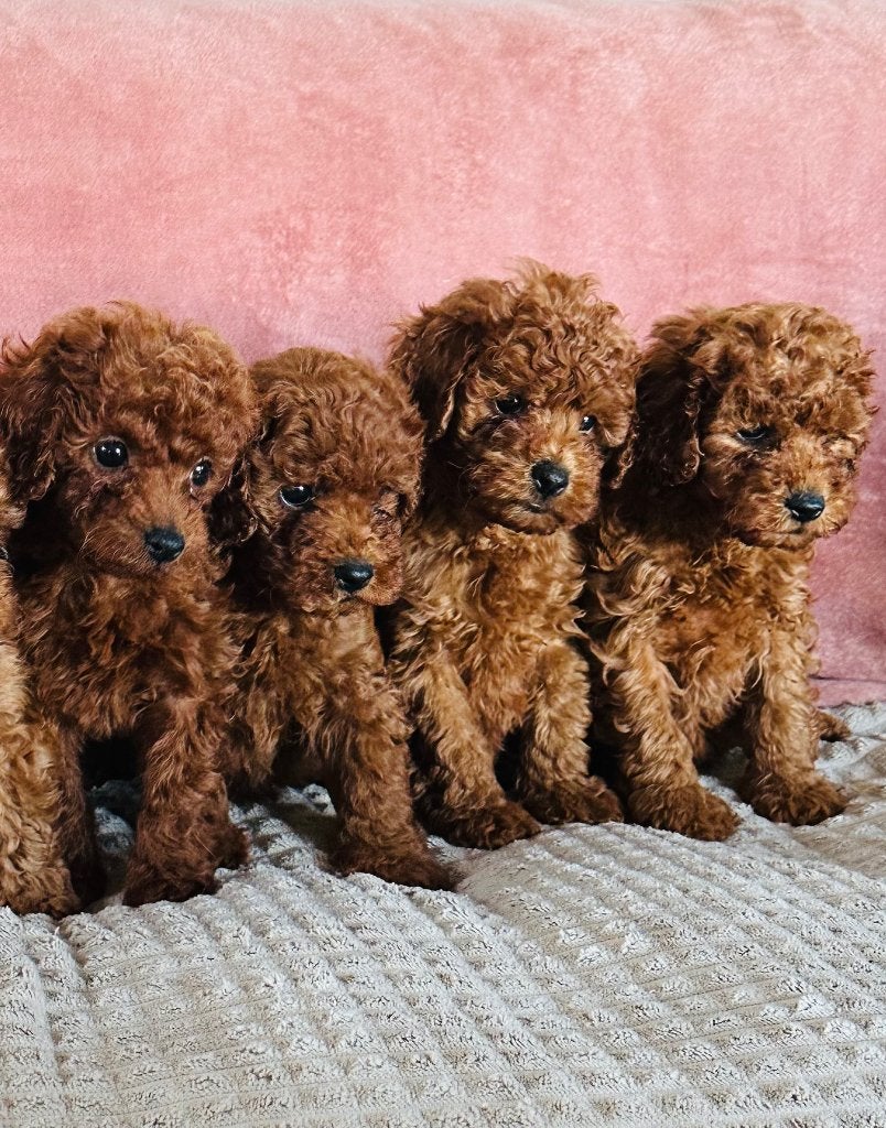 Toy poedel Pups.. mogen verhuizen 🏡🥰, Poedel, Parvo, 8 tot 15 weken, Meerdere