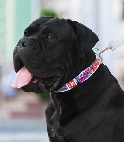 WAUDOG Summer Lederen Halsband Wit Nek 38-49 cm KOOPJE!!!, Dieren en Toebehoren, Ophalen of Verzenden, Handgemaakt, Nieuw