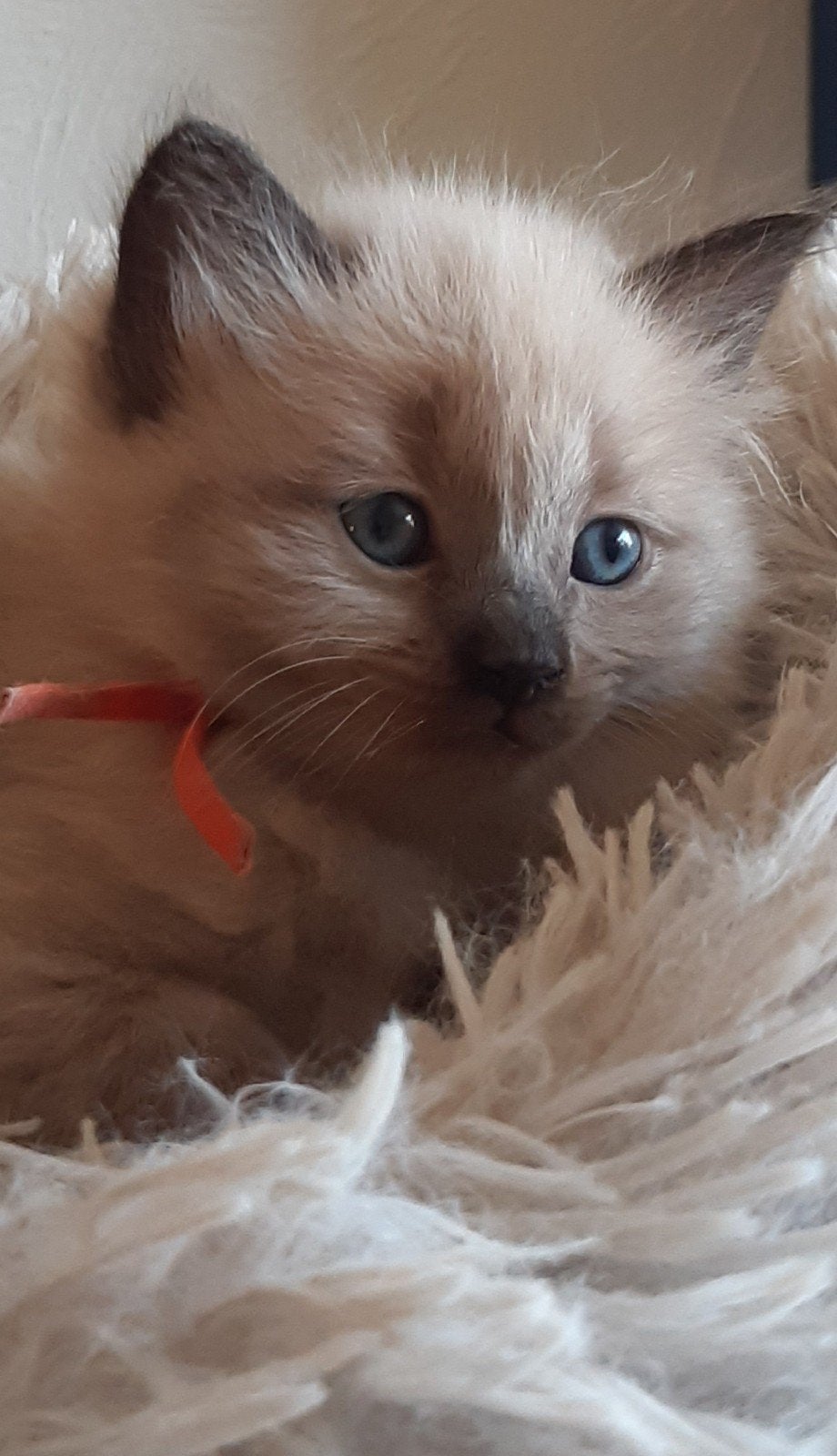 Seal mink ragdoll kittens, Meerdere dieren