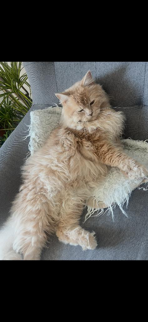 Mooie dekkatter Britse langhaar( niet te koop), 0 tot 2 jaar