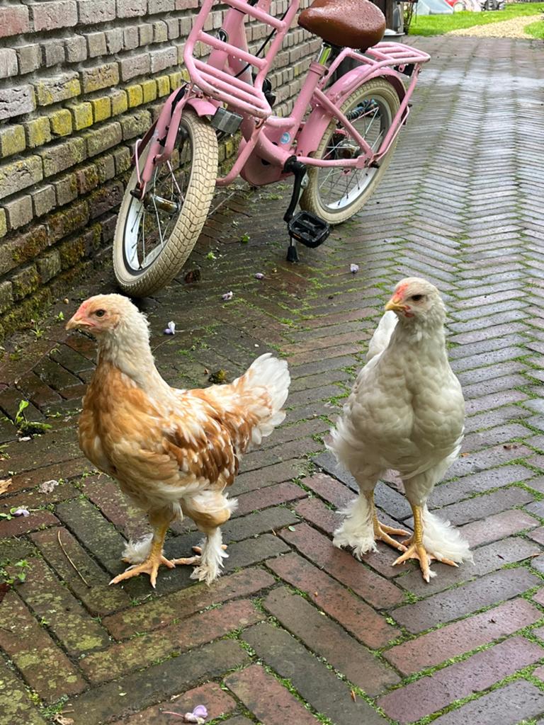 Brahma hanen groot GRATIS, Dieren en Toebehoren, Pluimvee, Mannelijk, Kip
