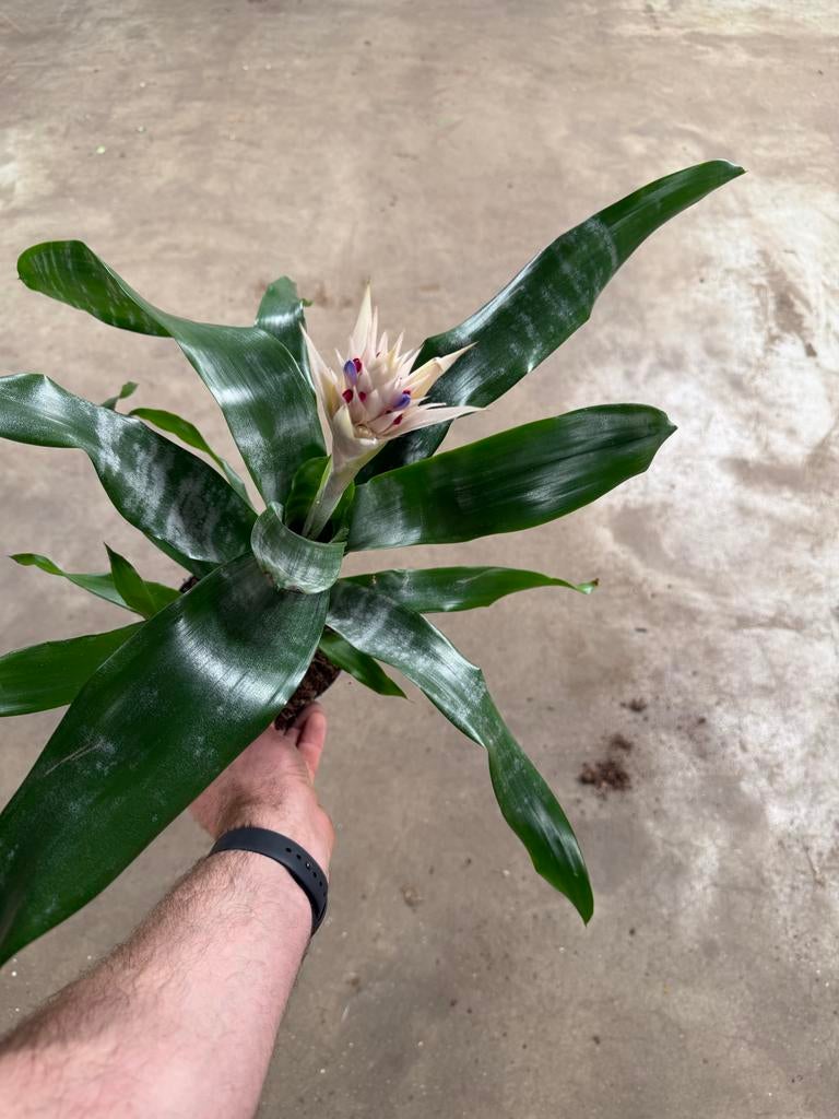 Aechmea Fasciata - Bromelia in 15 cm pot, Overige soorten, In pot, Minder dan 100 cm, Bloeiende kamerplant