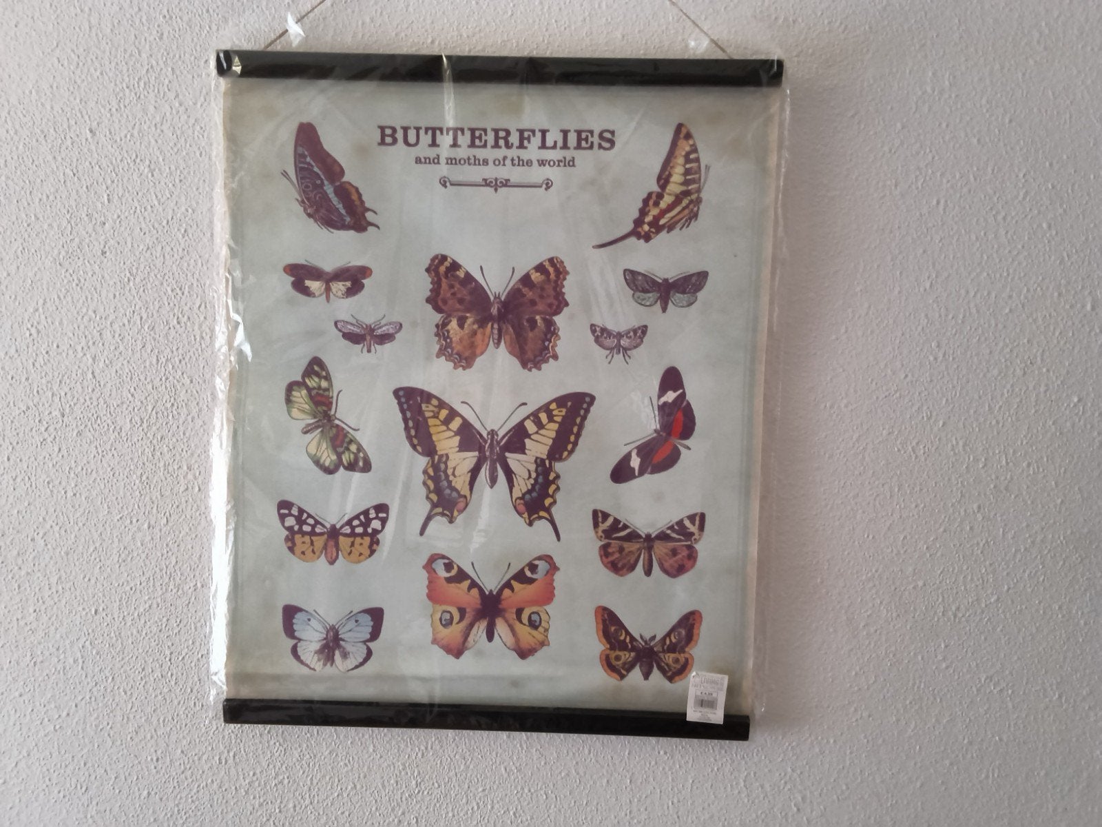 Wanddecoratie/poster met vlinders    NIEUW, Meerkleurig, Papier/karton, Nieuw, Ophalen of Verzenden