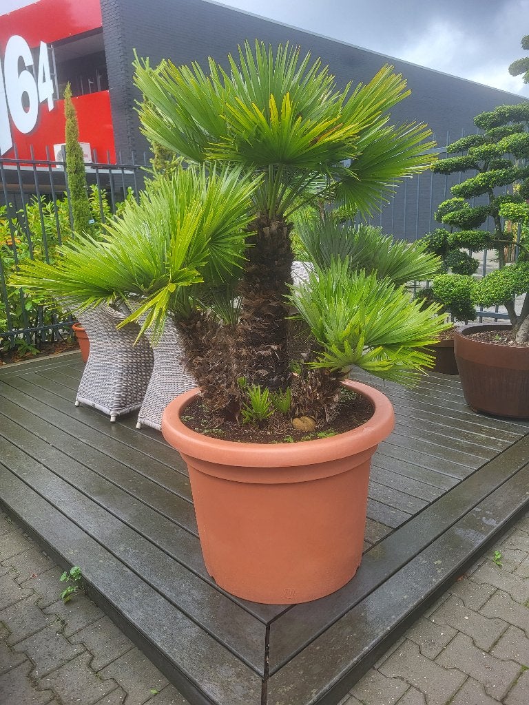 Chamaerops humilis "Vulcano" in bloempot, Overige soorten, 100 tot 250 cm, Zomer, Ophalen