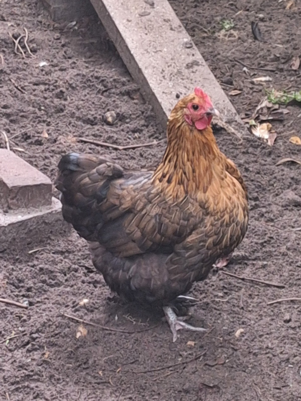 krielkip hen, Dieren en Toebehoren, Vrouwelijk, Kip