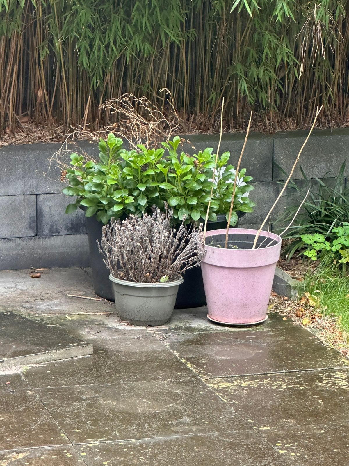 Gratis af te halen 3 grote bakken met vaste planten/bollen, Tuin en Terras, Ophalen, Overige soorten, Halfschaduw