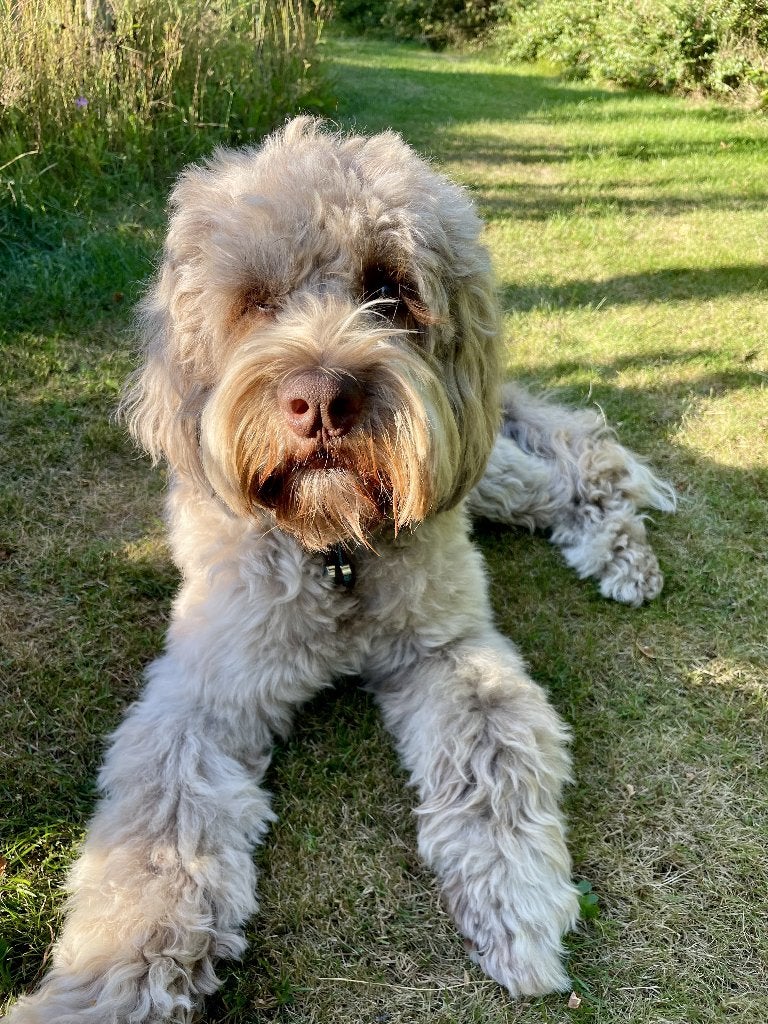 Lieve Heidedoodle zoekt nieuwe baas, Dieren en Toebehoren, Parvo, Eén hond, 3 tot 5 jaar, Nederland