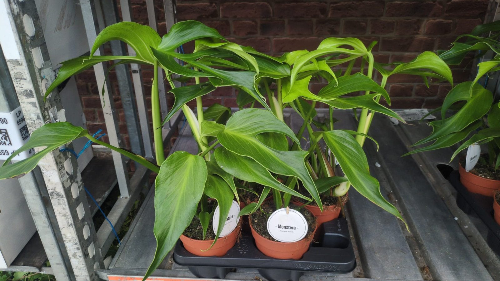 Monstera buble max flame 60 cm, Tuin en Terras, Ophalen, Eenjarig, Overige soorten, Volle zon