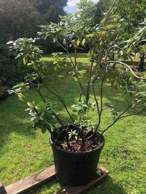 Rhododendron struik , 200 cm hoog en 200 cm breed . staat in, Ophalen, Rhododendron, Struik, 100 tot 250 cm