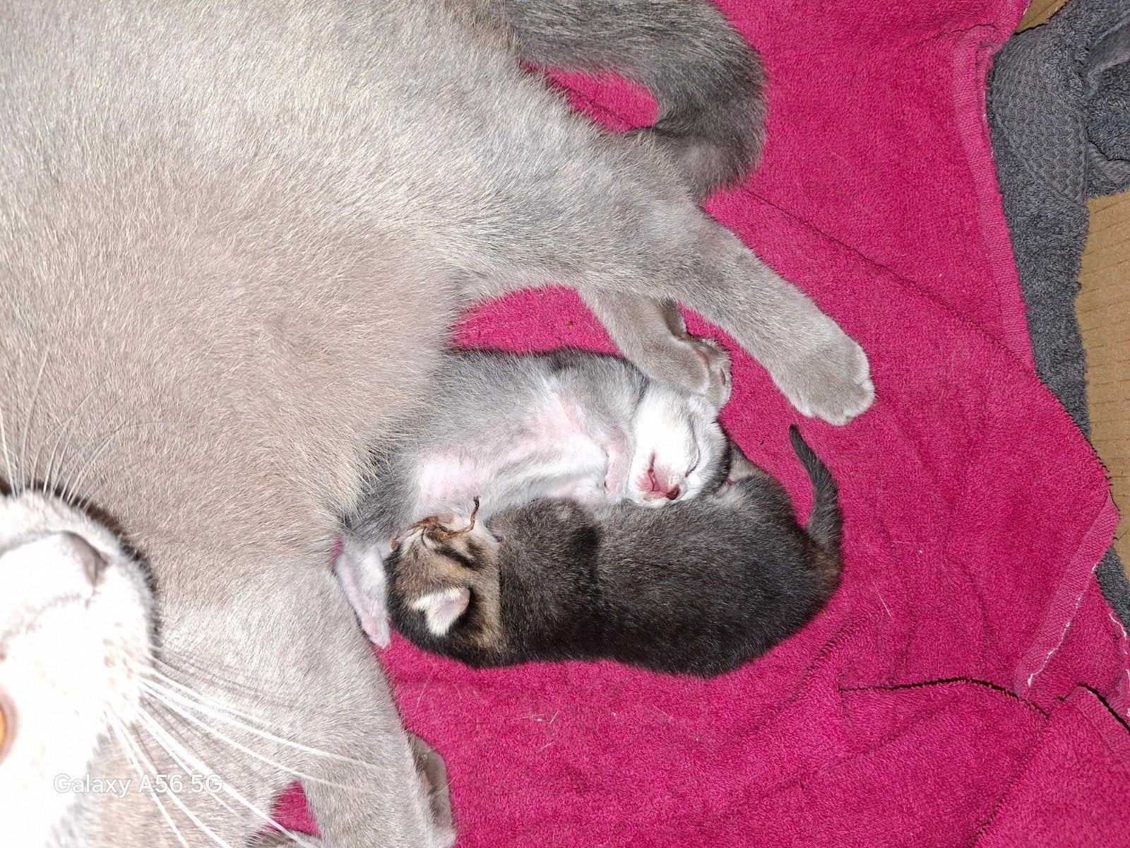 Britse korthaar kittens, Dieren en Toebehoren, Katten en Kittens | Overige Katten, Meerdere dieren