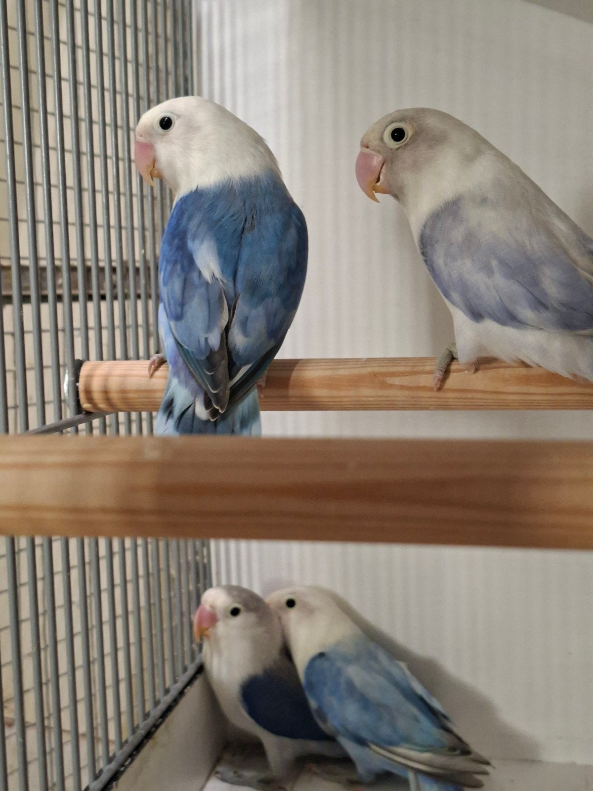 mooie fischeri, Meerdere dieren, Dwergpapegaai of Agapornis