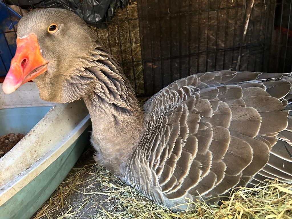 broedeieren Dewlap Toulouse gans, Dieren en Toebehoren, Pluimvee, Geslacht onbekend, Gans of Zwaan