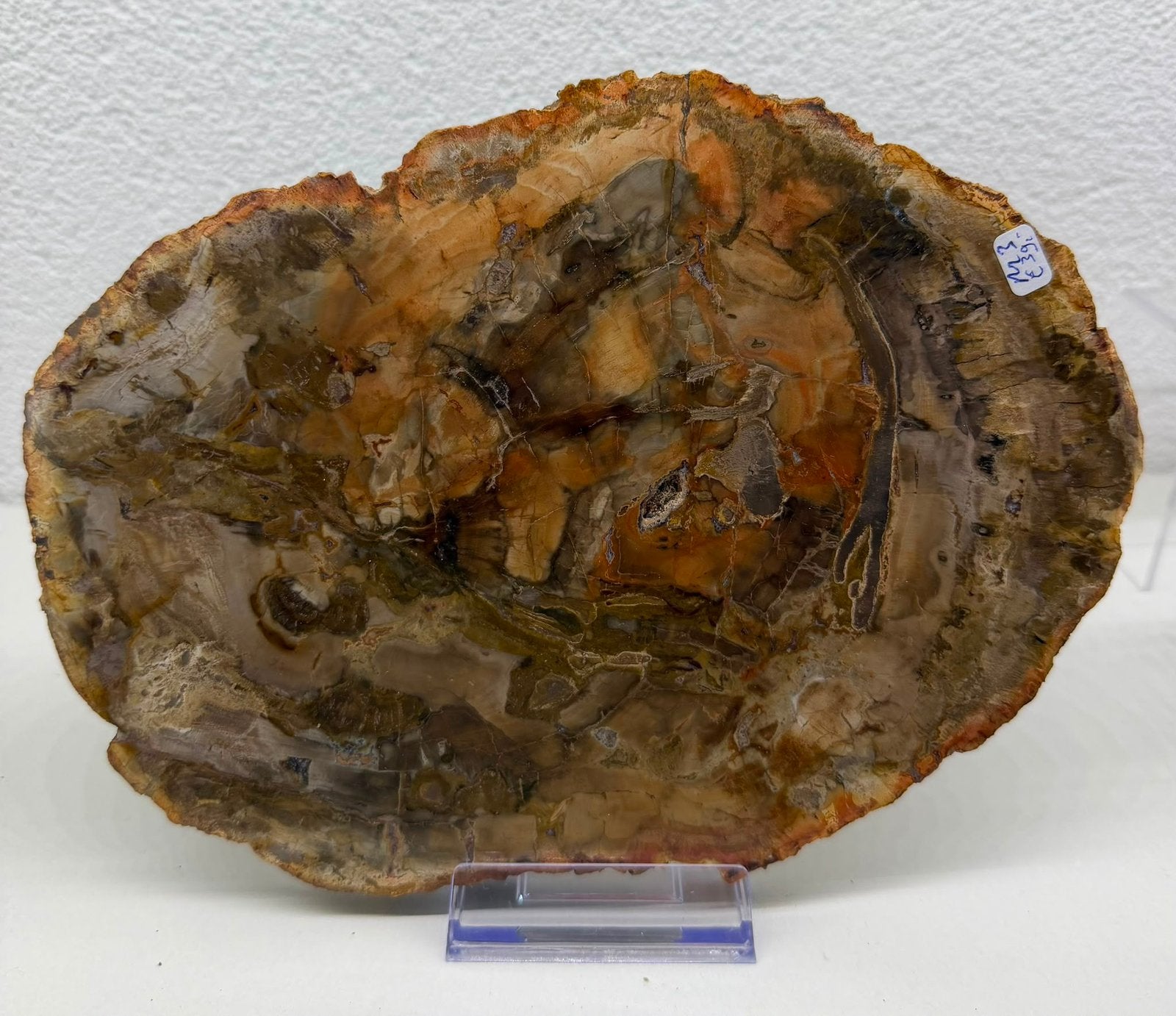 Versteend hout, Ophalen of Verzenden