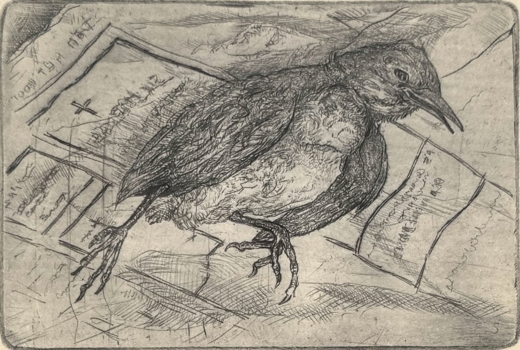 1300. Ets, Eef Scheffers – dode vogel op kranten, ca. 1980