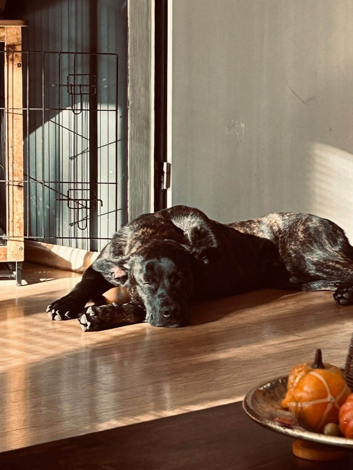 grote hond, bruin, Dieren en Toebehoren, Reu, 1 tot 2 jaar, Eén hond, CDV (hondenziekte)