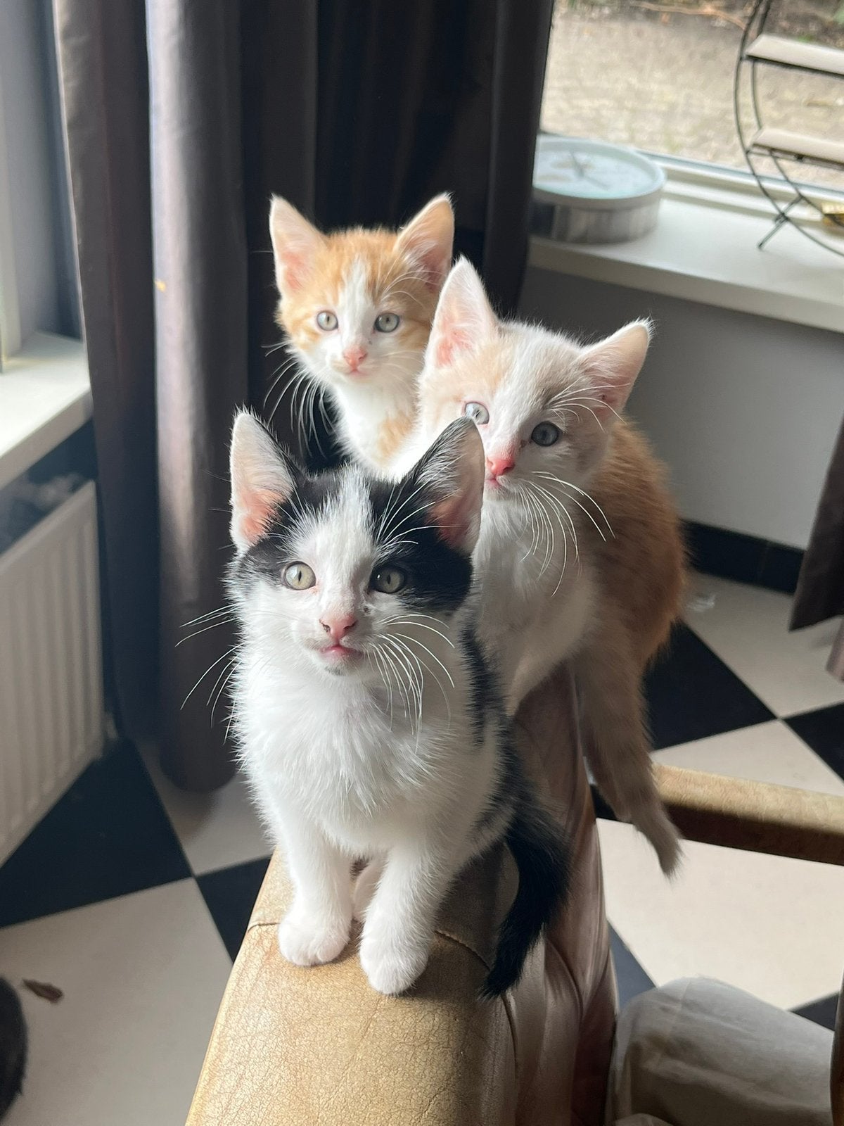 Lieve knappe kittens te koop, Meerdere dieren
