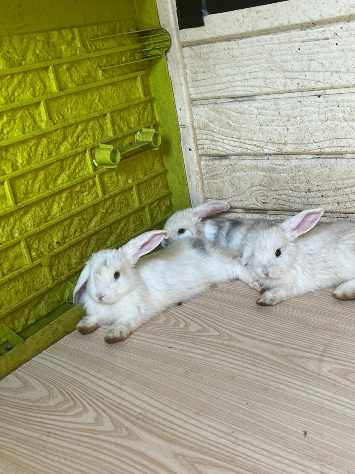 Lief klein konijntjes, Meerdere dieren, Middelgroot, Hangoor, 0 tot 2 jaar