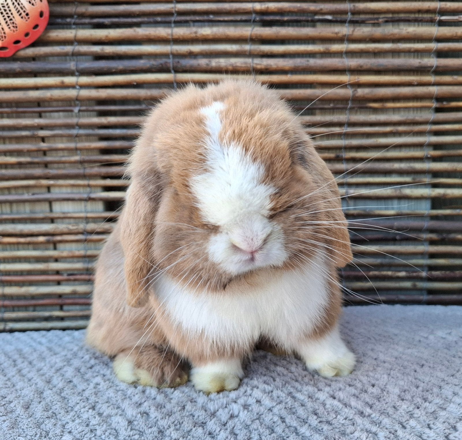 Knappe minilop ram, Mannelijk, Dwerg