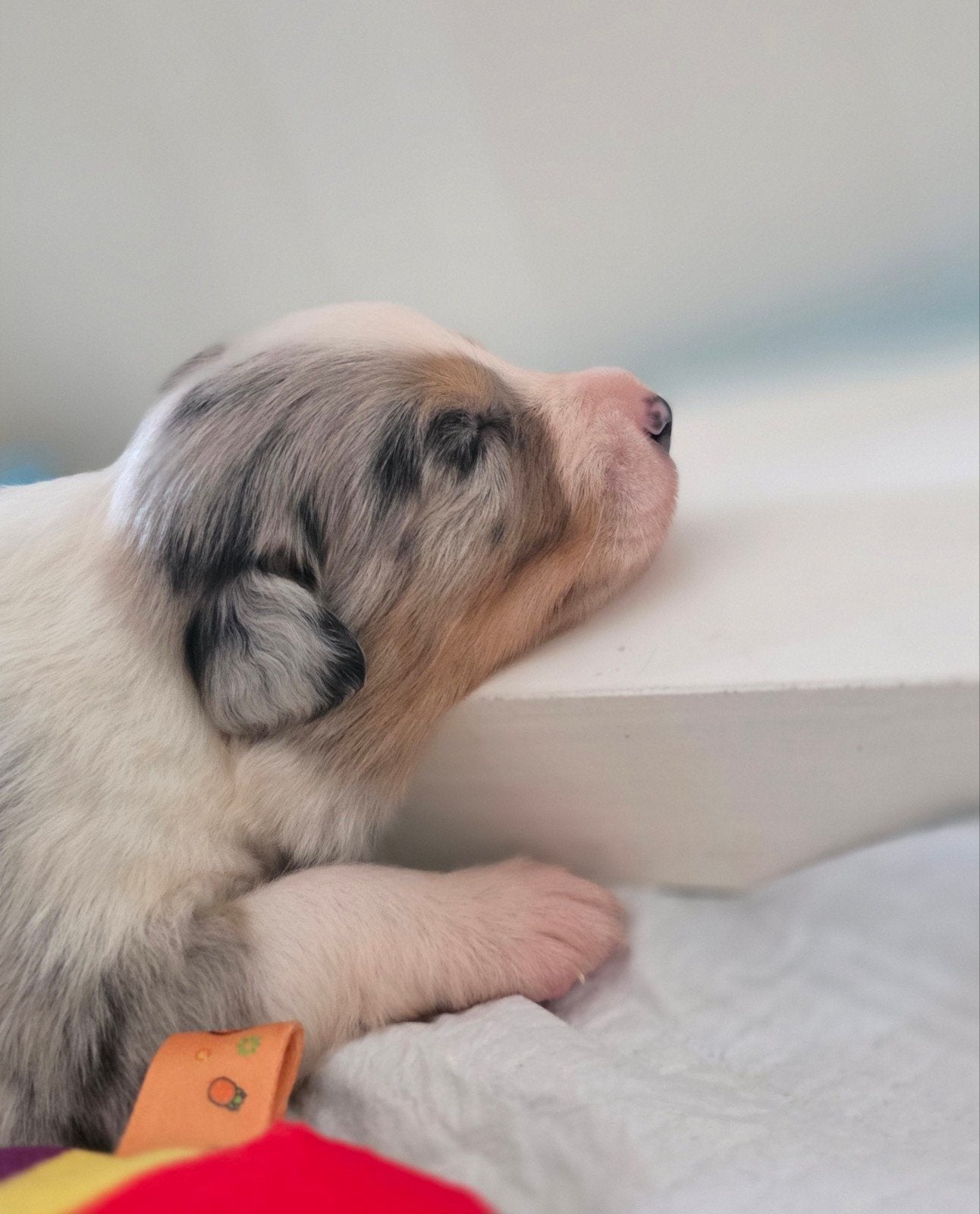 Prachtige Australian Shepherd pups, 8 tot 15 weken, Meerdere, Meerdere dieren, Herder