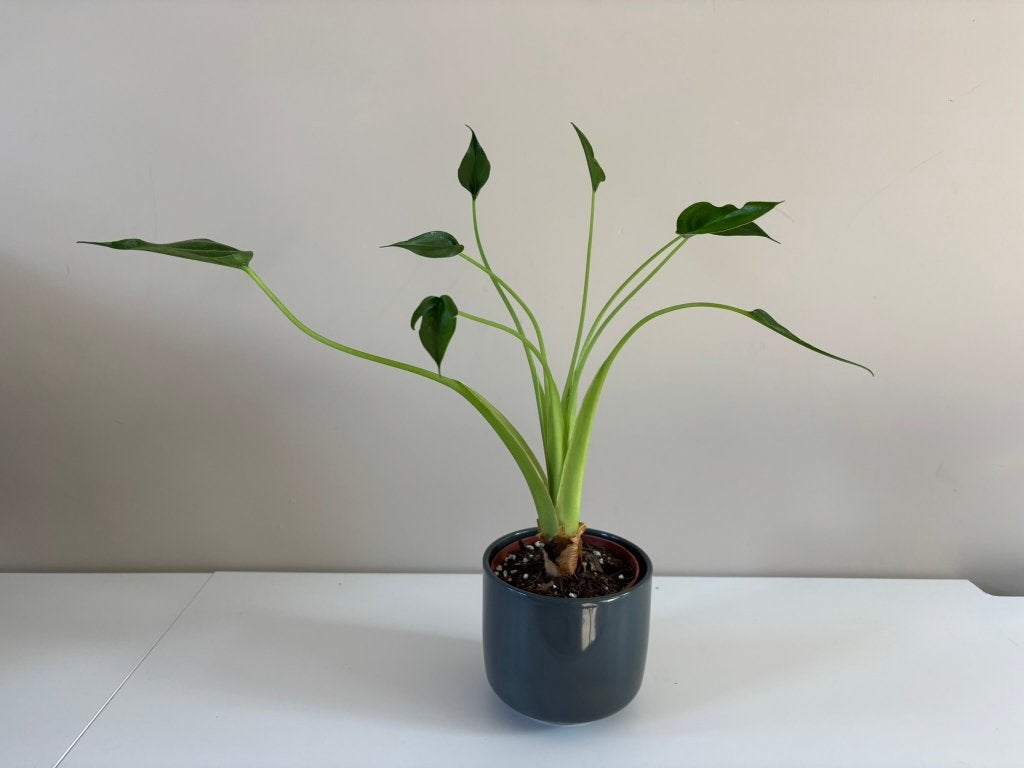 Alocasia Tiny Dancer, Ophalen, Overige soorten, Halfschaduw, Minder dan 100 cm