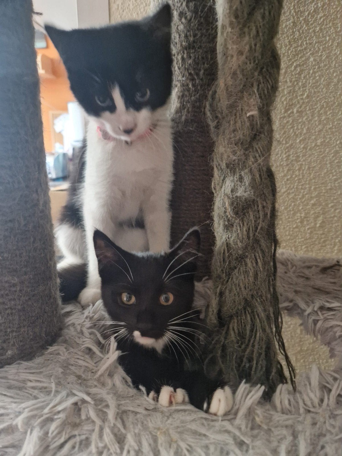 Tekoop: Maine coon × Siberische😍( korthaar) kittens 🤩😻😹, Meerdere dieren