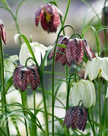 BOLLEN Fritillaria meleagris Kievitsbloem - mix Paars-Wit, Vaste plant, Ophalen of Verzenden, Halfschaduw, Vijverplanten