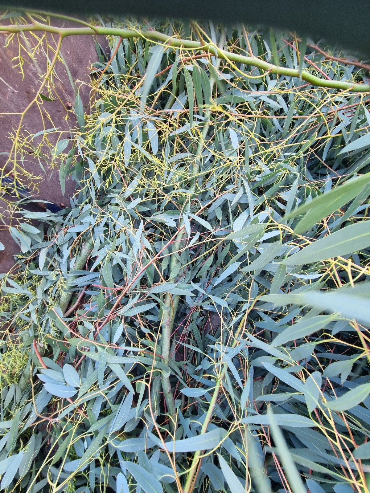 heel veel mooie  Eucalyptus takken voor decoratie en knutsel, Ophalen, Nieuw