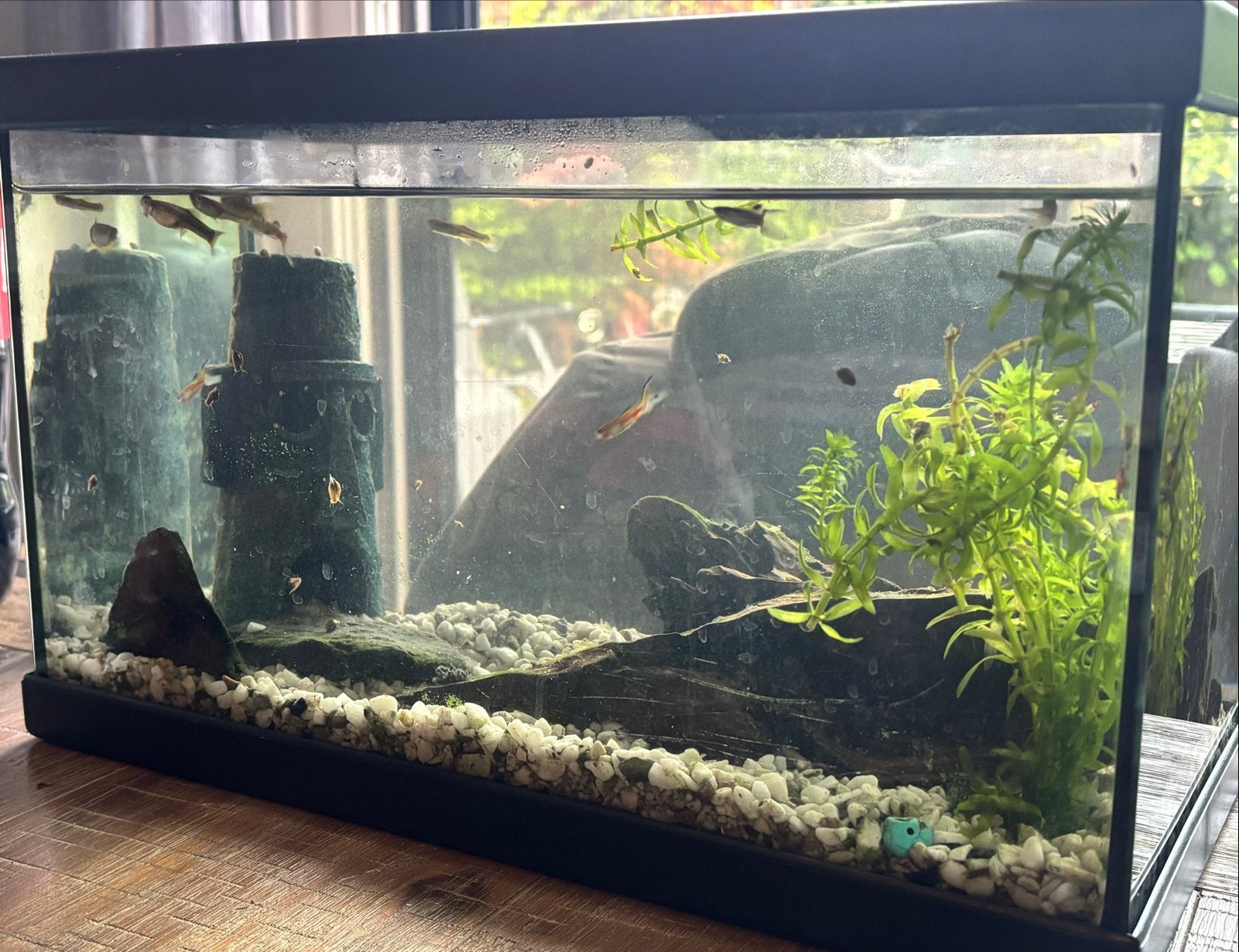 Aquarium inclusief guppen . Gratis, Ophalen, Gebruikt, Gevuld zoetwateraquarium