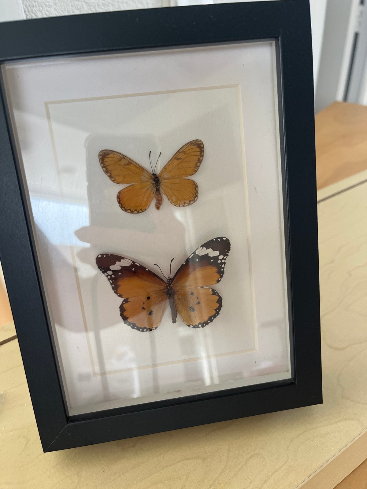 Ingelijste vlinders - Decoratieve kunst, Ophalen of Verzenden, Gebruikt