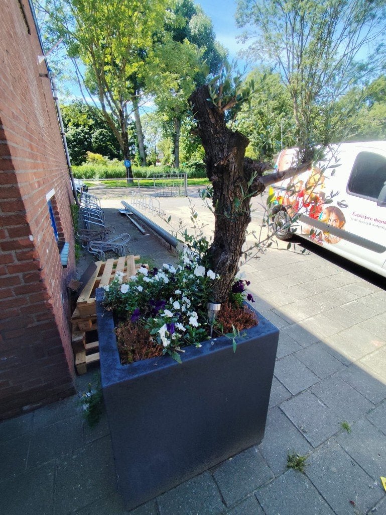 Olijfboom 2 stuks, Bloeit niet, 100 tot 250 cm, Olijfboom, Ophalen