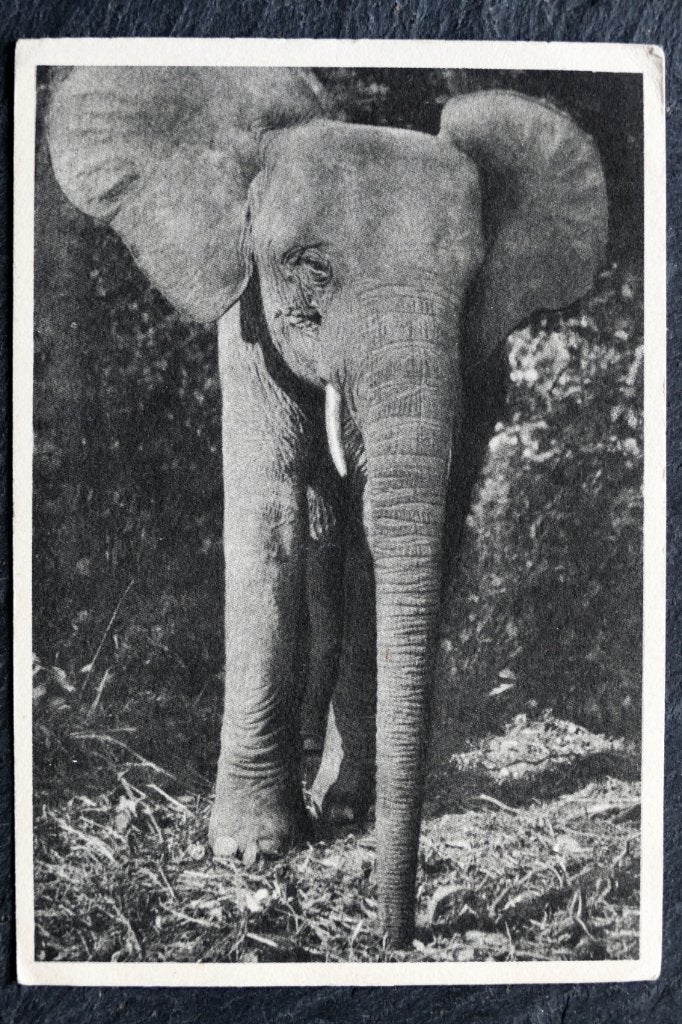 Olifant, 1949, Frans-Equatoriaal Afrika, Reclame Plasmarine, Verzenden, 1940 tot 1960, Gelopen, Wild dier