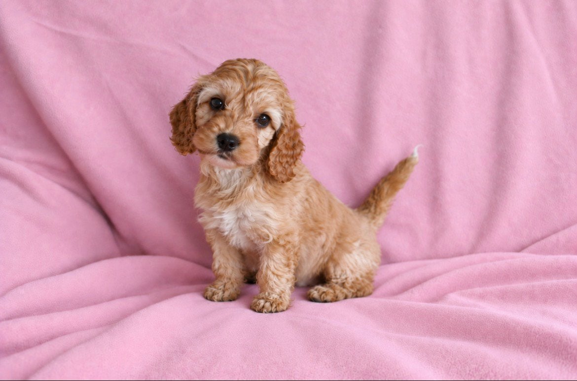 Ja hier zijn we dan de allerliefste cockapoo’s van de wereld, Overige rassen, 8 tot 15 weken, CDV (hondenziekte), Meerdere