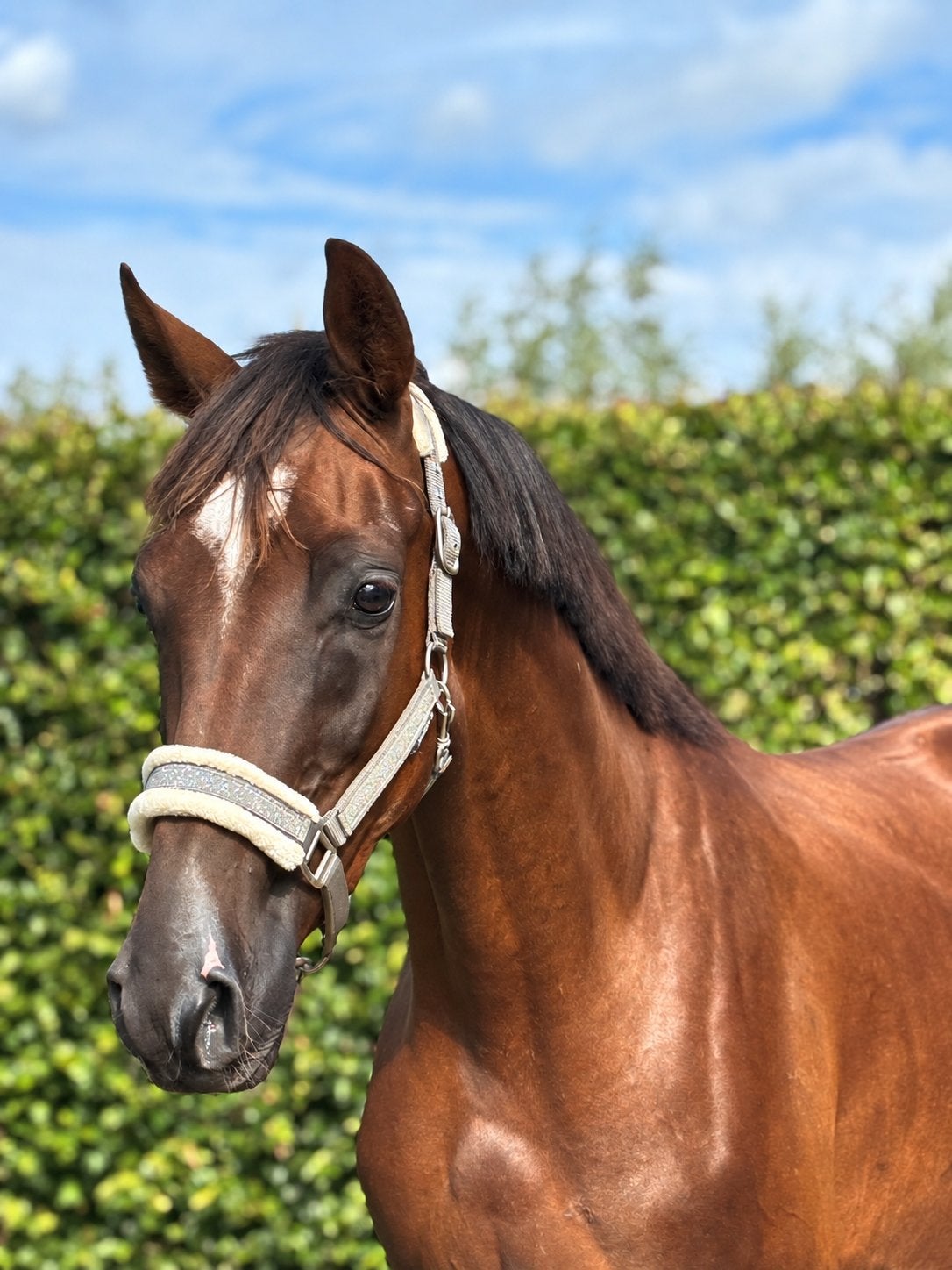 Talentvolle ruin met gouden karakter., Dieren en Toebehoren, Ruin, Dressuurpaard, Onbeleerd, 170 tot 175 cm