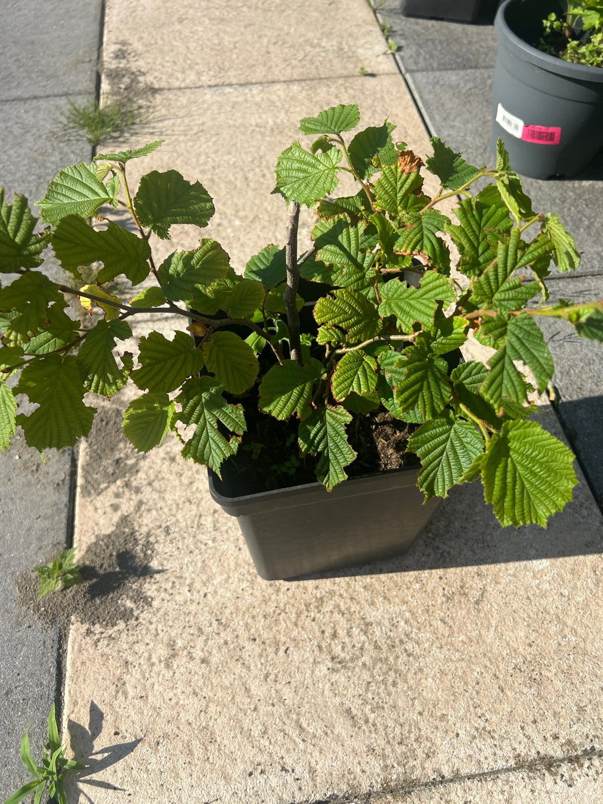 Hazelnootboom - Jonge plant voor uw tuin, Ophalen, Volle zon, Vaste plant, Fruitplanten